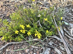 Hibbertia exutiacies