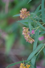 Euthamia graminifolia