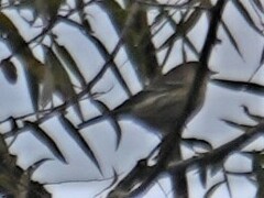 Setophaga coronata coronata
