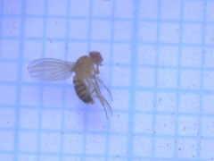 Drosophila melanogaster