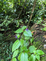 Microchirita involucrata