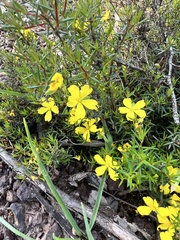 Hibbertia exutiacies
