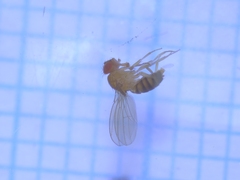 Drosophila melanogaster