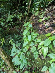 Microchirita involucrata