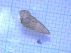 Cochlicella acuta