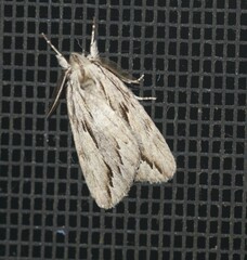 Ecnomodes sagittaria