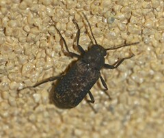 Strongylium fuscovestitum