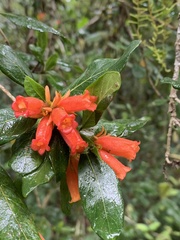 Burchellia bubalina