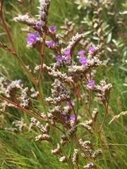 Limonium binervosum