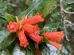 Burchellia bubalina