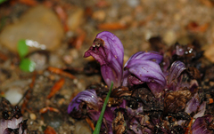 Lathraea clandestina