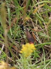 Amblyjoppa fuscipennis