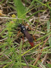 Amblyjoppa fuscipennis