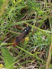 Amblyjoppa fuscipennis