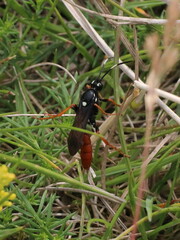 Amblyjoppa fuscipennis