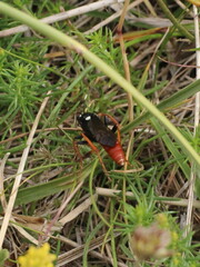 Amblyjoppa fuscipennis