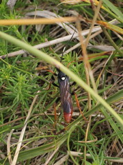 Amblyjoppa fuscipennis