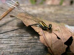 Elattoneura analis