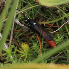 Amblyjoppa fuscipennis