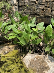 Knowltonia vesicatoria