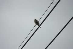 Falco amurensis