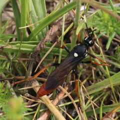 Amblyjoppa fuscipennis
