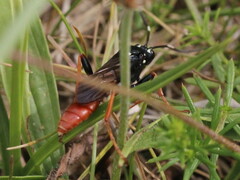 Amblyjoppa fuscipennis