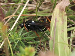 Amblyjoppa fuscipennis
