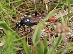 Amblyjoppa fuscipennis