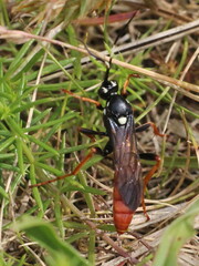 Amblyjoppa fuscipennis