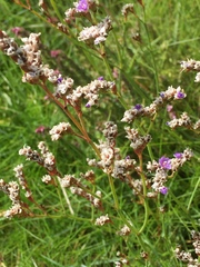 Limonium binervosum