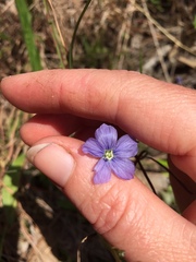 Linum marginale