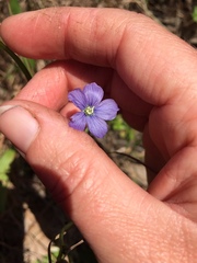 Linum marginale