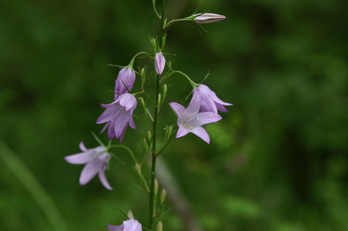 Campanula rapunculus iNat (2)