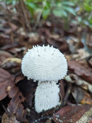 Amanita pyramidifera