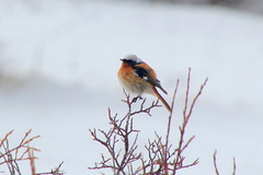 Phoenicurus erythronotus