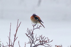 Phoenicurus erythronotus