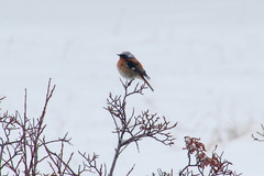 Phoenicurus erythronotus