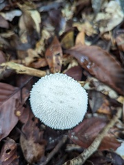 Amanita pyramidifera