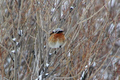 Phoenicurus erythronotus