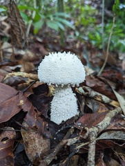Amanita pyramidifera