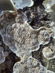 Datronia mollis