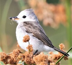 Arundinicola leucocephala