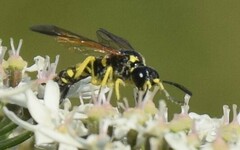 Tenthredo marginella