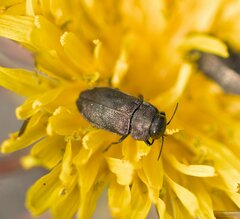 Anthaxia quadripunctata