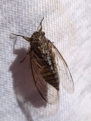 Physeema quadricincta