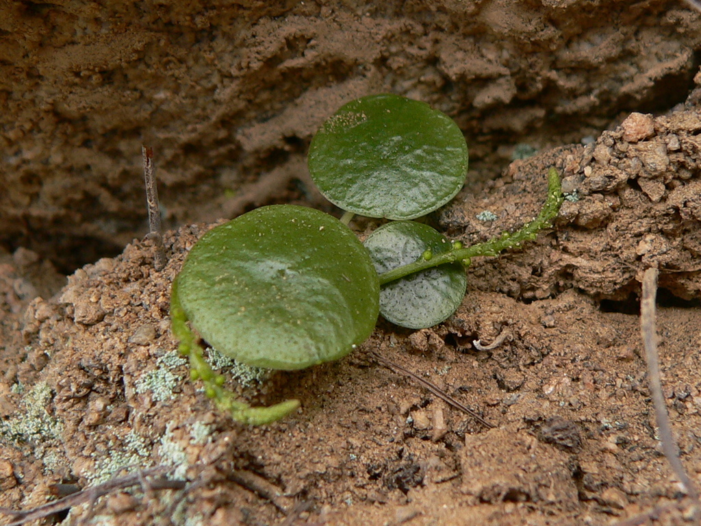 Peperomia umbilicata