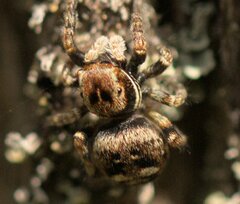 Sittisax saxicola