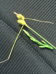 Carex extensa