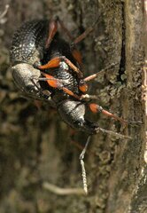 Otiorhynchus coecus